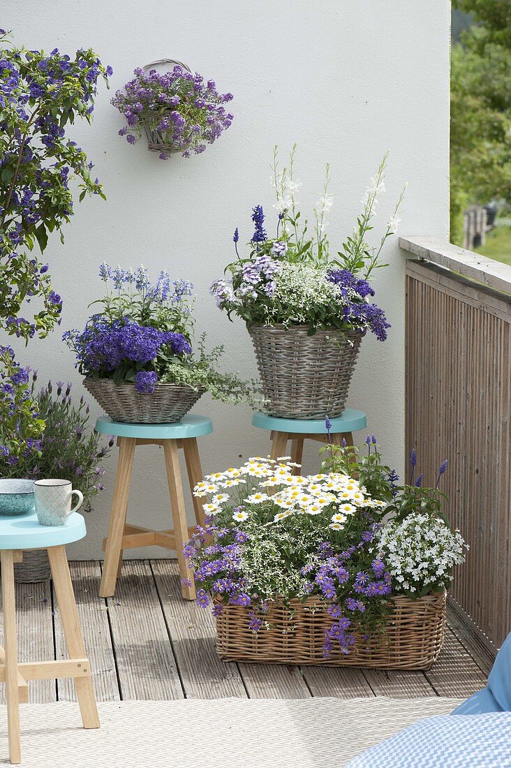 Blue and white balcony in baskets, Heliotropium 'Blue Bouquet'
