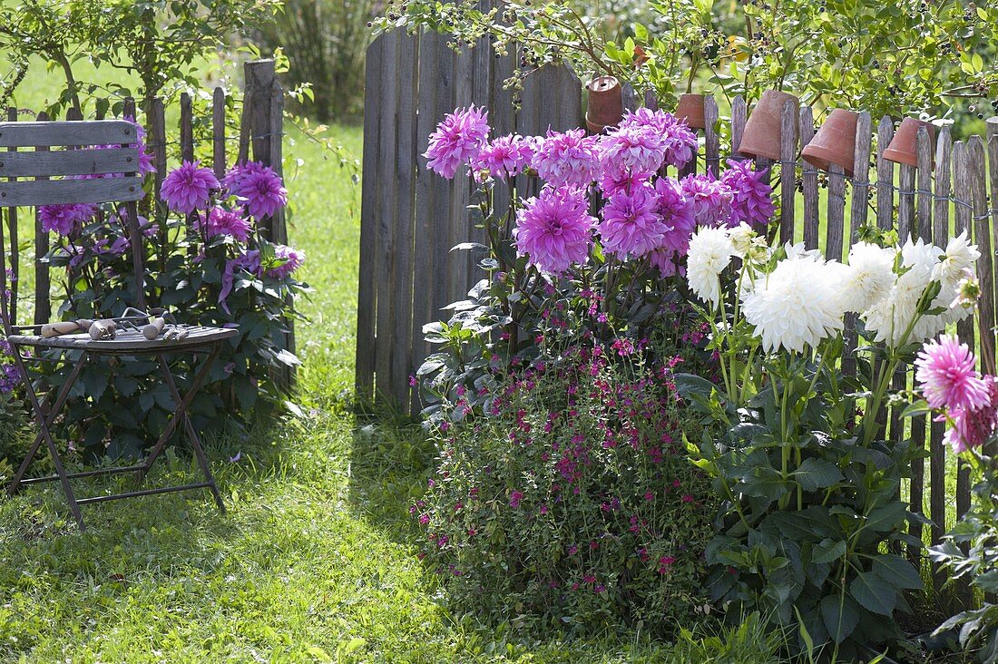 Dahlien ins Beet pflanzen