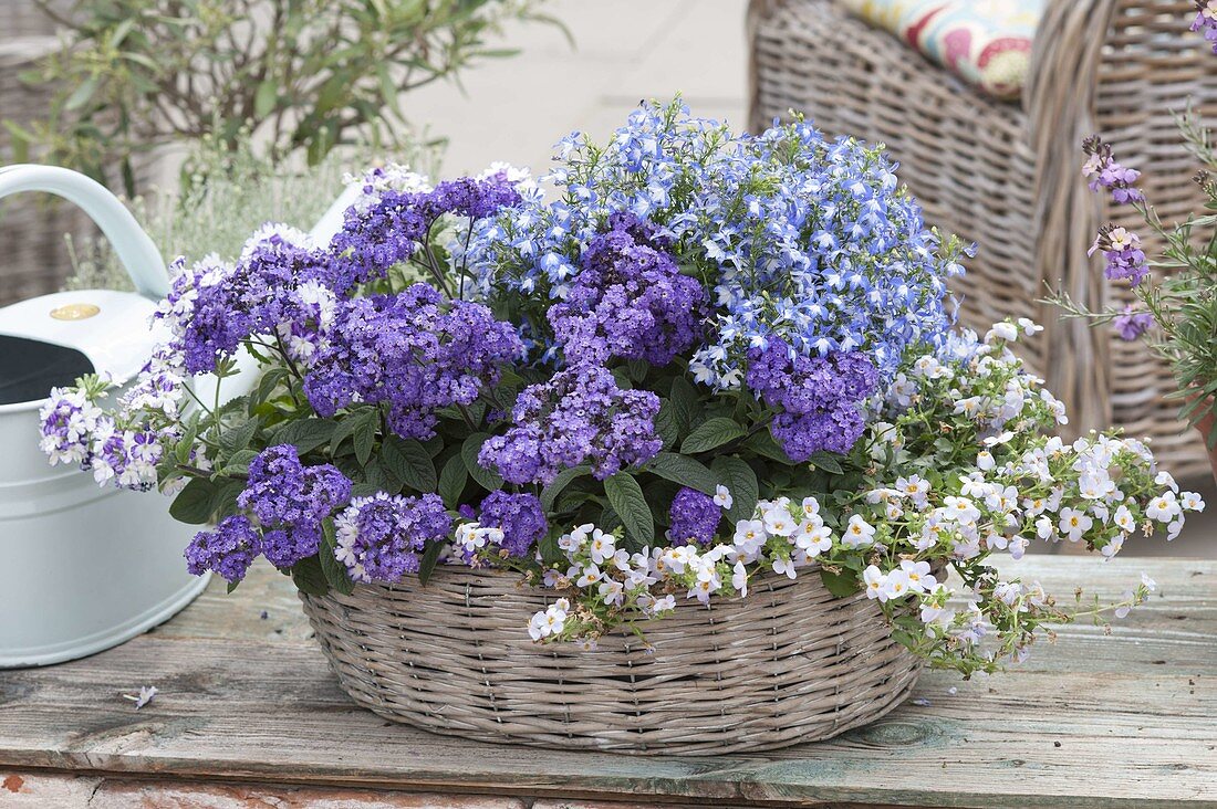Basket bowl planted blue-white, Heliotropium 'Blue Bouquet'