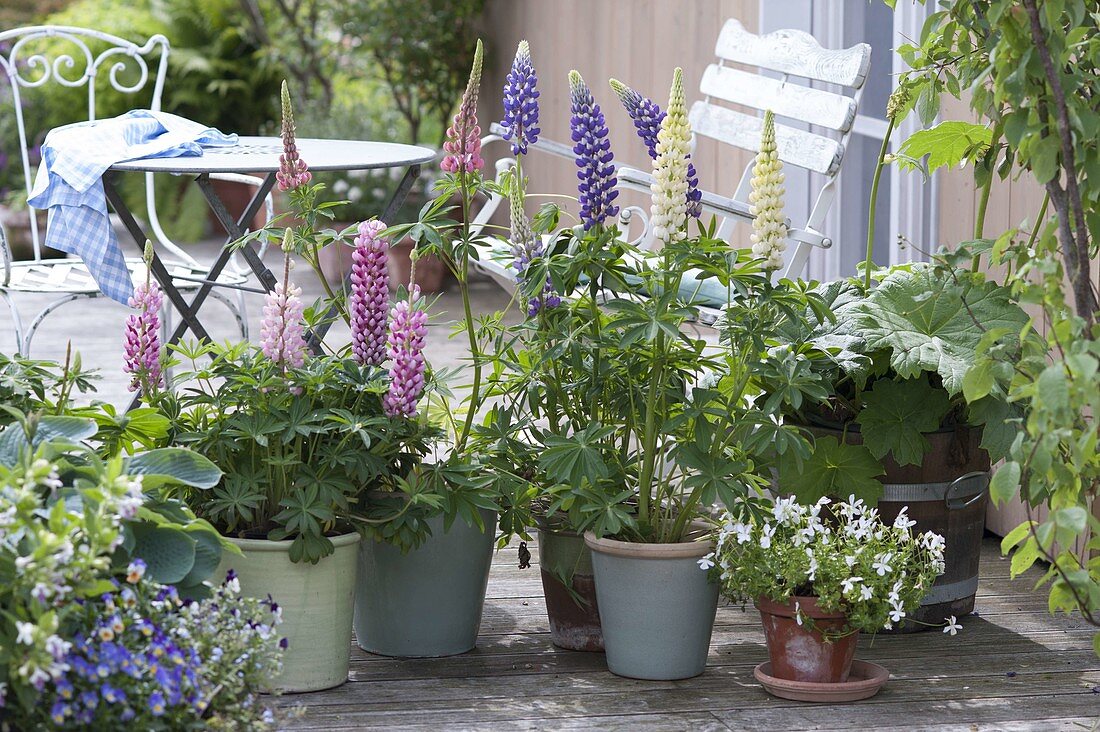 Terrace with lupins in pots