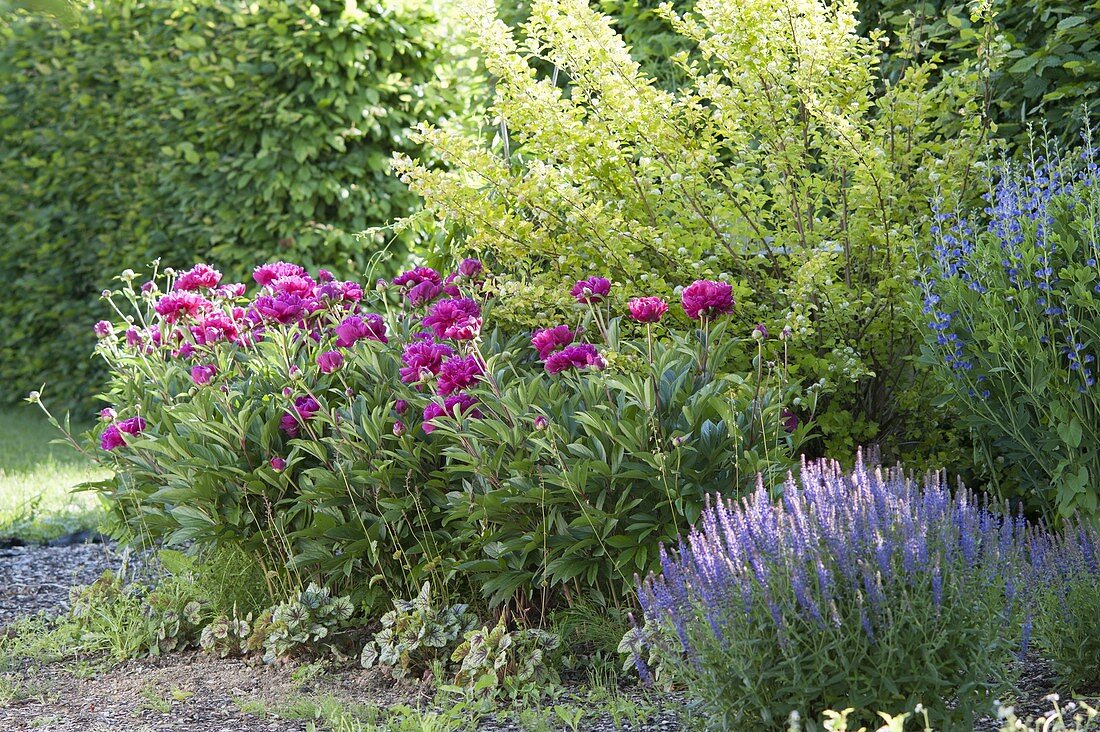 Flowerbed with Paeonia lactiflora 'Pink Double' (Peony)