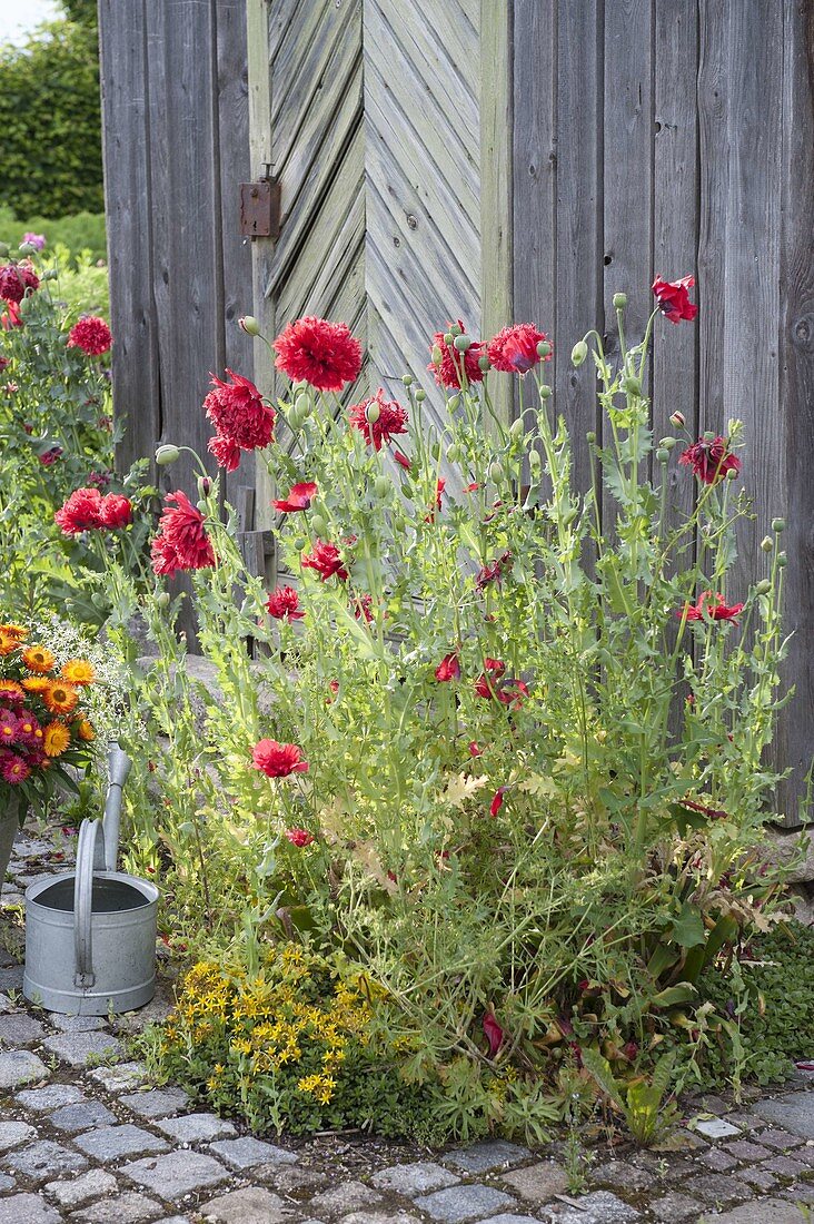 Papaver somniferum (Schlafmohn) mit roten Blüten am Geräteschuppen