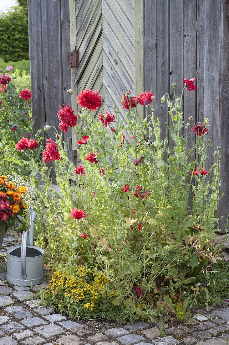 Papaver somniferum with red flowers on the tool shed