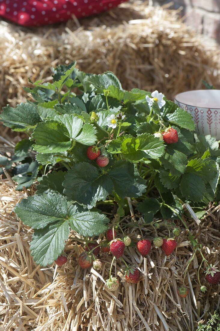 Erdbeeren auf Strohballen anbauen