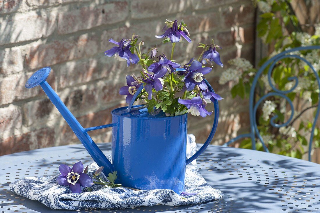 Watering can as vase with bouquet of Aquilegia