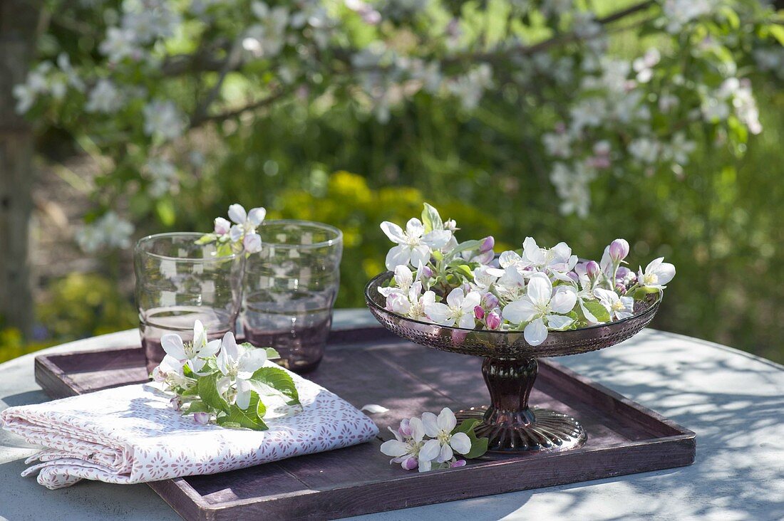Apple blossoms in bowl as table decoration: Malus