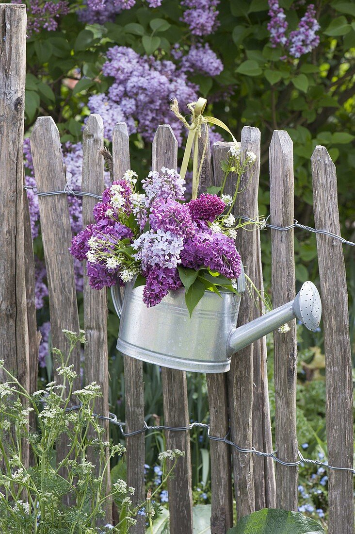 Watering can used as a vase, Syringa (lilac)