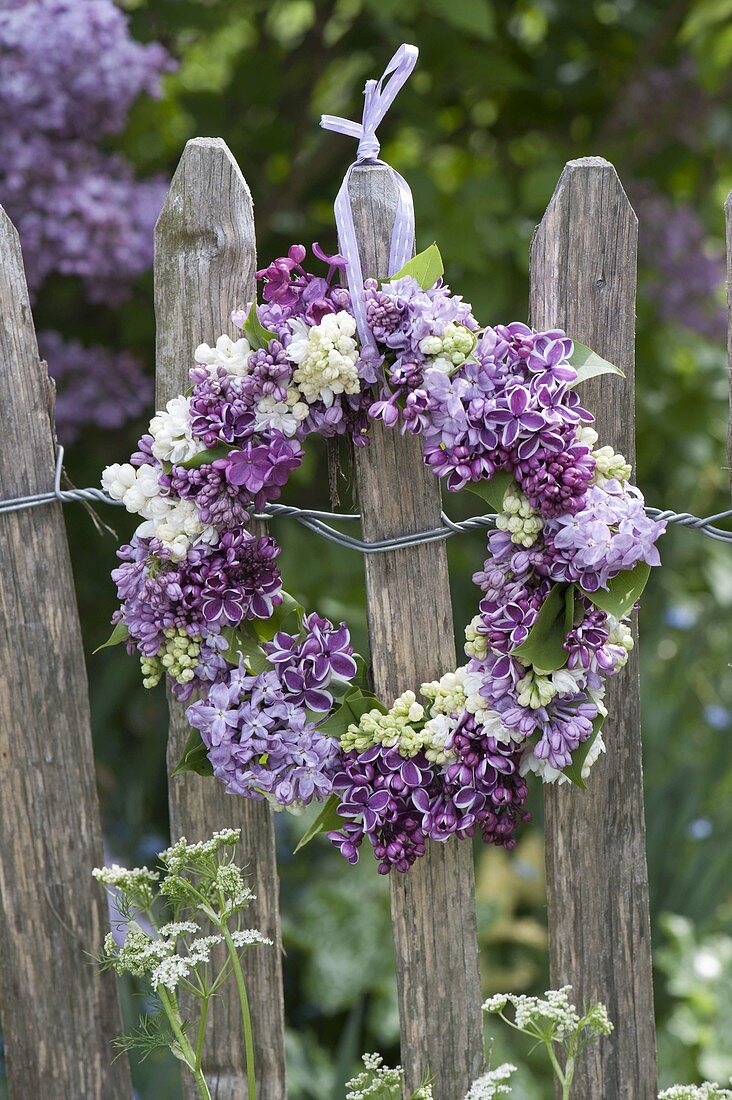 Wreath of syringa (lilac) in purple and white hung on fence
