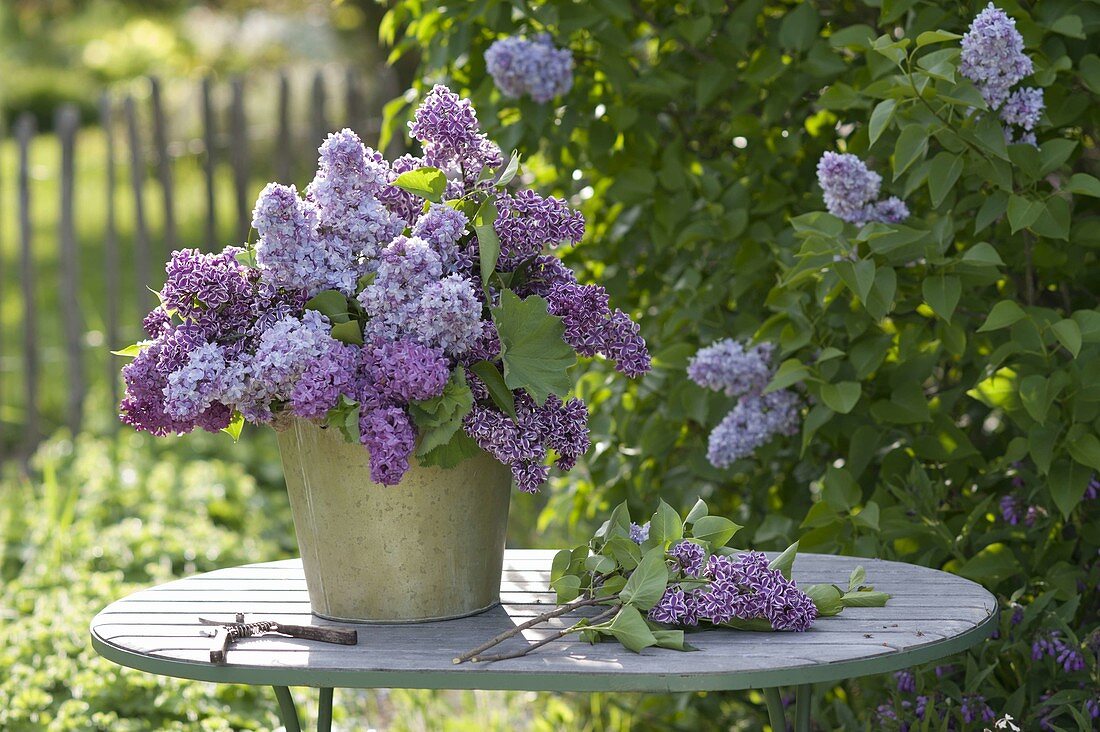 Üppiger Strauss aus verschiedenen Syringa (Flieder)