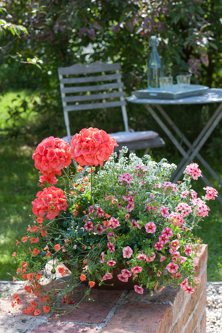 Pelargonium zonale Classic Line 'Noblesse' (Stehende Geranien)