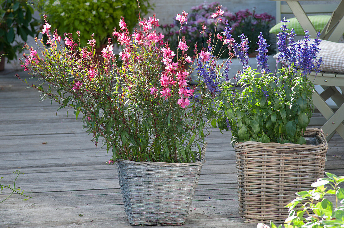 Gaura 'Lillipop Pink' (Prachtkerzen) und Salvia farinacea