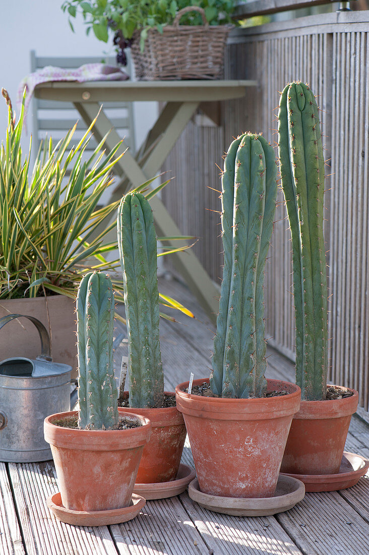 Trichocereus peruvianus (Saeulenkakteen) in der Sommerfrische