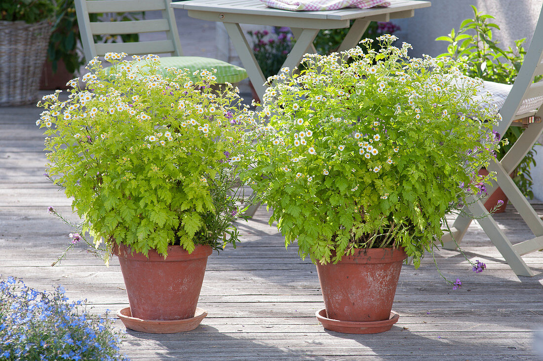 Tanacetum parthenium (Mutterkraut)