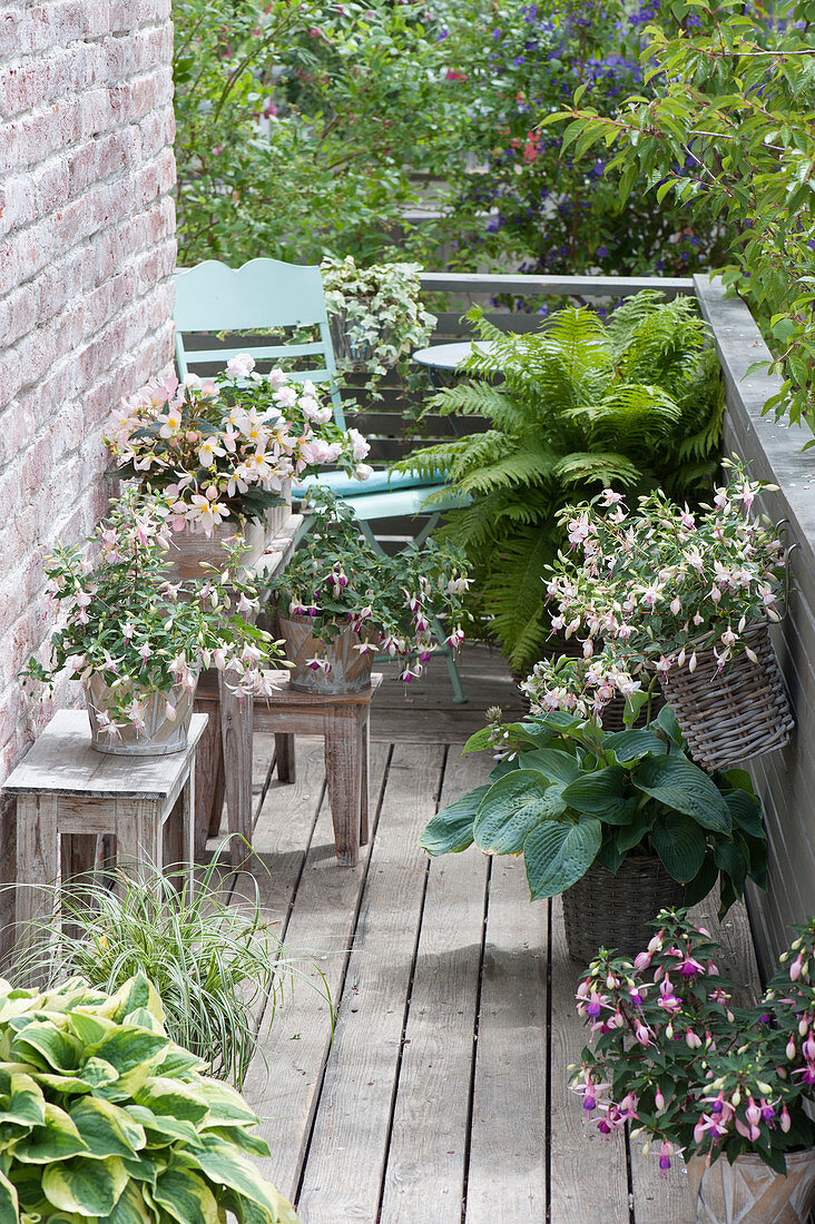 Shadow balcony with perennials and balcony flowers