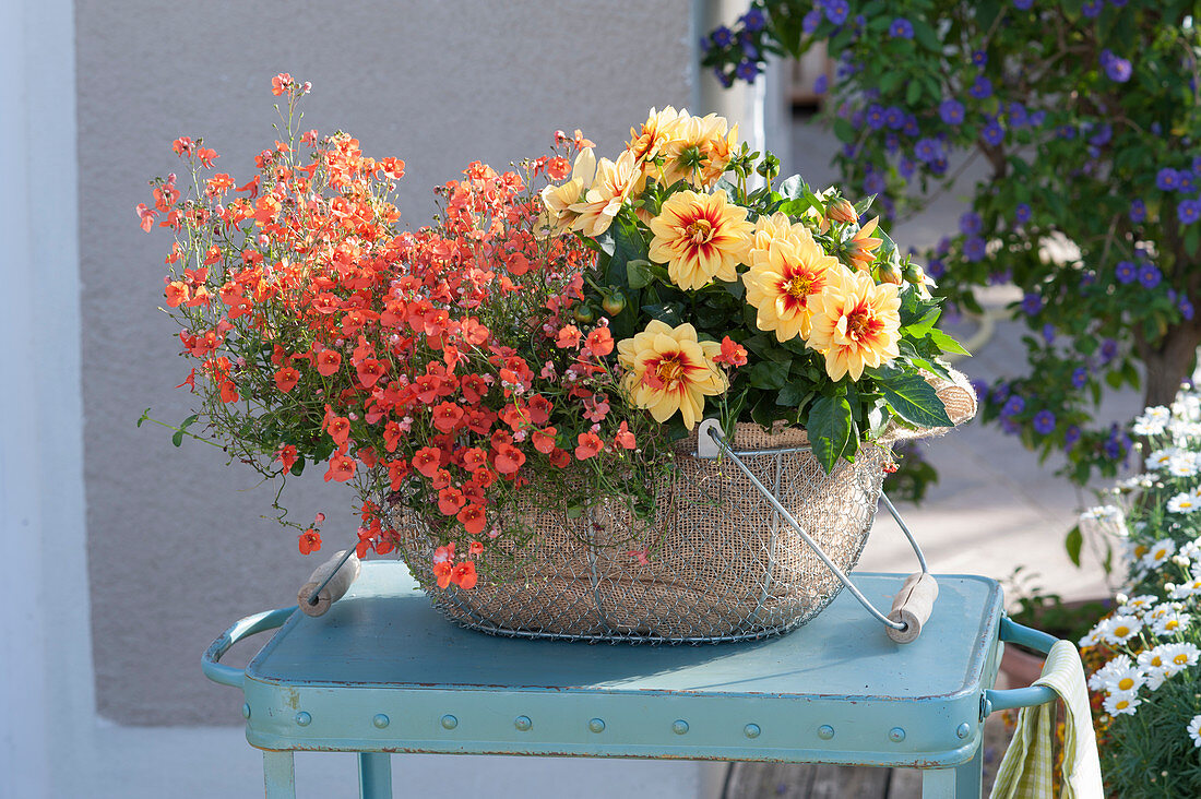 Diascia Breezee Plus 'Orange' (Elfensporn) und Dahlia Medio