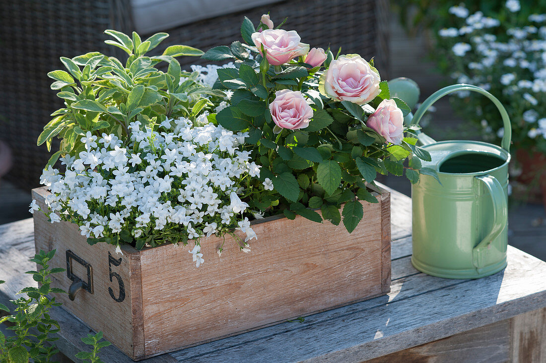 Wooden box with Campanula (bellflower), Rosa (pot rose)