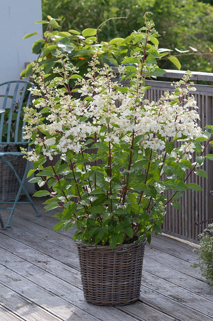 Hydrangea paniculata 'Tardiva' (Rispenhortensie)