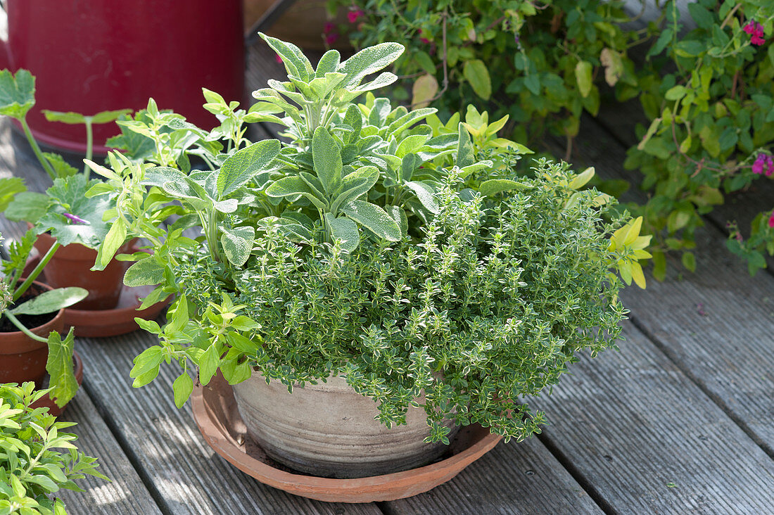 Herb mix Barbecue gold in terracotta, lemon thyme