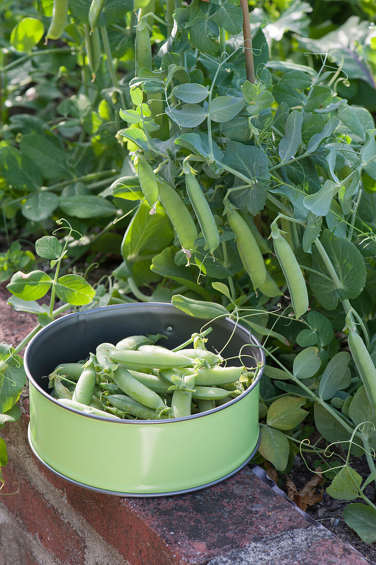 Palerbse 'Senator' (Pisum sativum) im gemauerten Hochbeet