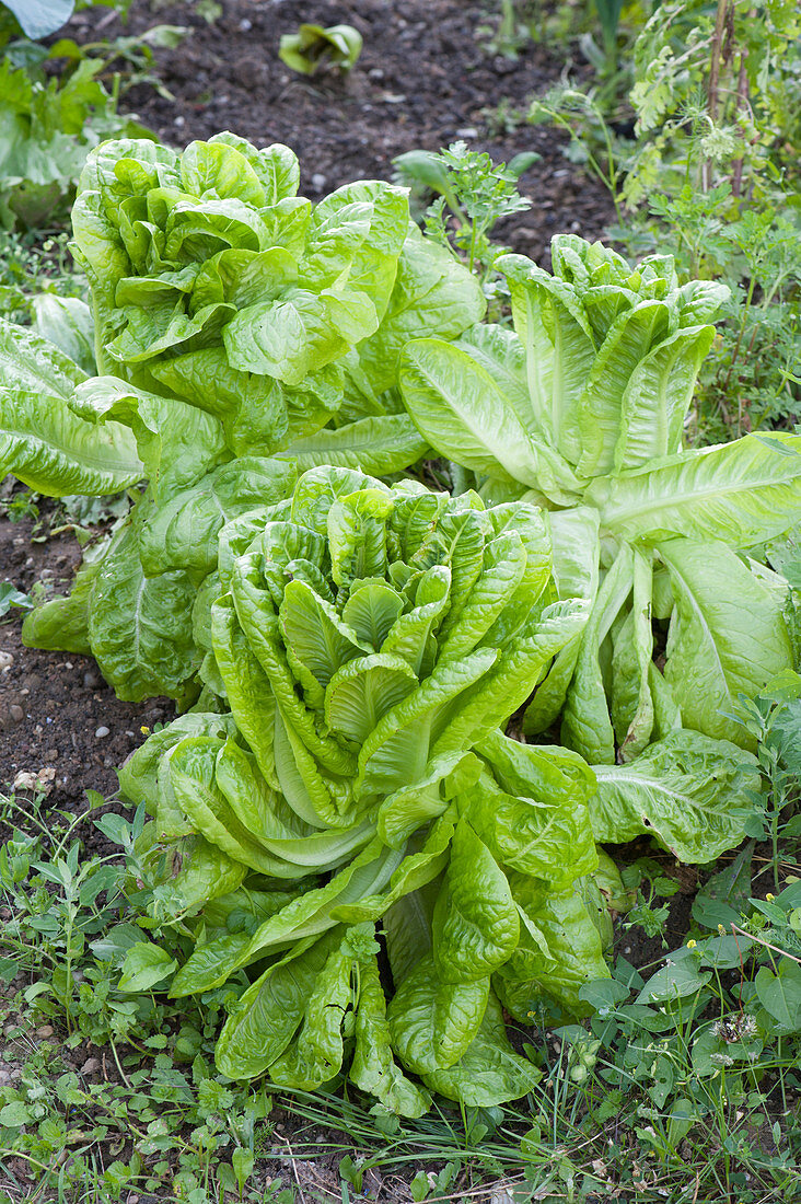 Romaine lettuce, romaine lettuce in the vegetable patch