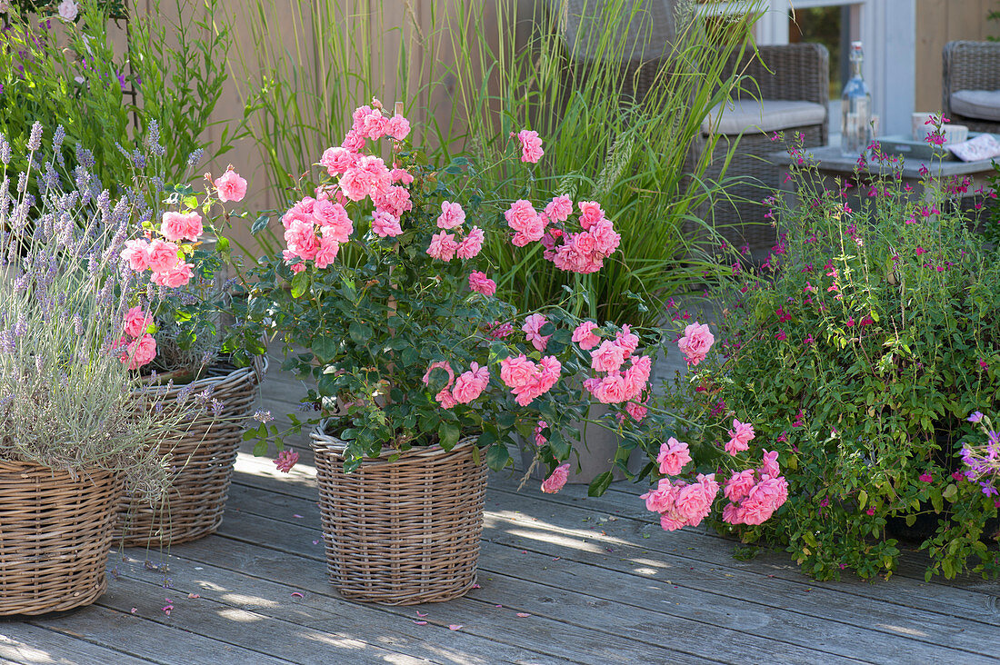 Rosa 'Pink Meilove' (Bodendeckerrose), Lavendel (Lavandula)
