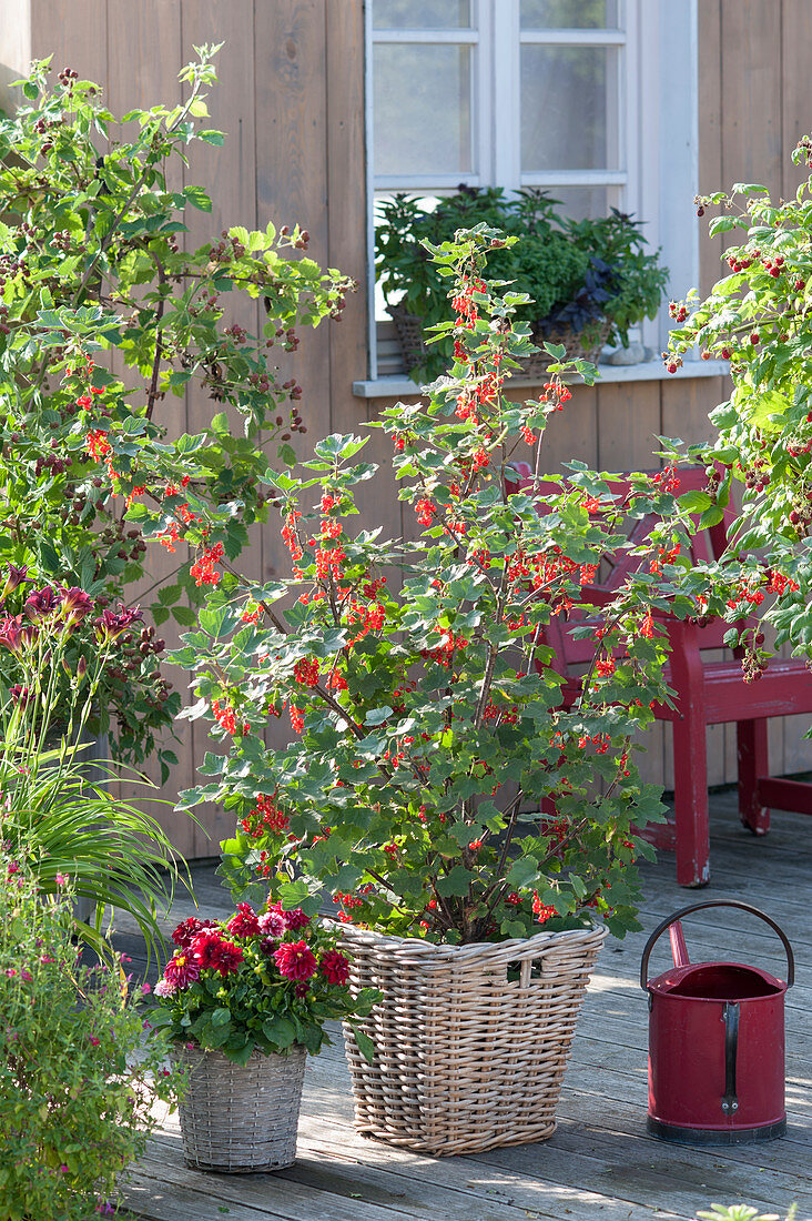 Red currant 'Jonkher Van Tets' (Ribes rubrum) and Dahlia
