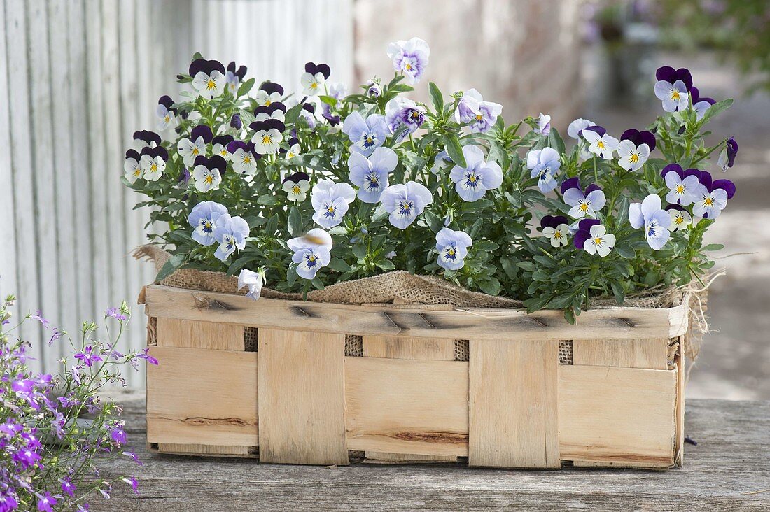 Woodchip basket planted with Viola cornuta 'Purple & White', 'Marina'
