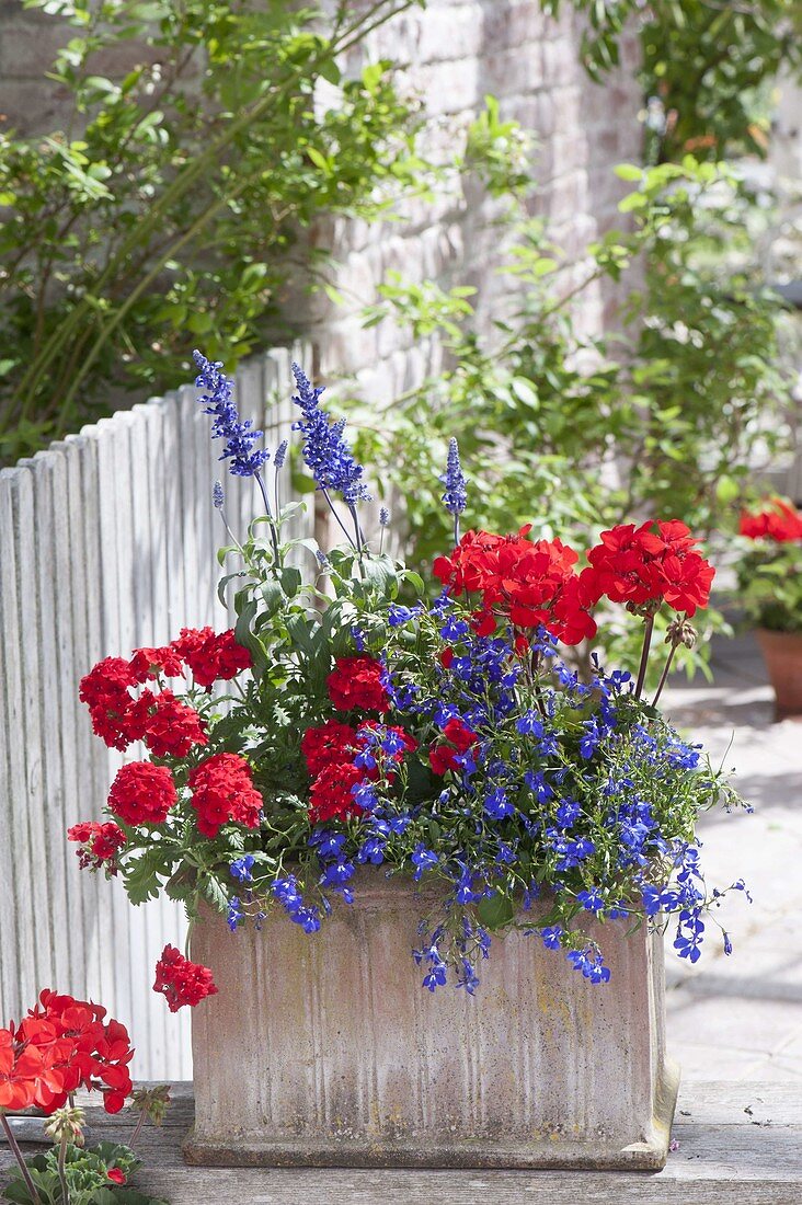 Terracottakasten in rot-blau : Verbena Empress 'Flair Red'