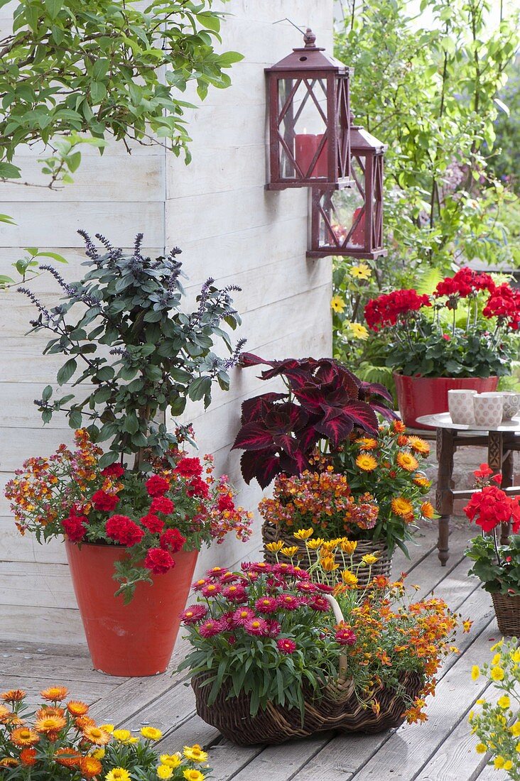 Summer terrace in fire colors, shrub basil 'African Blue'