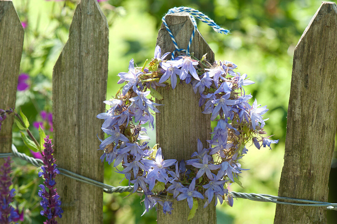 Campanula (bellflower) wreath on the garden fence