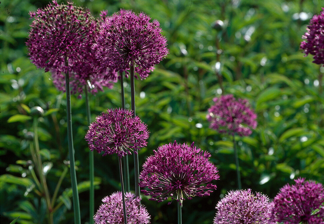 Allium aflatunense 'Purple Sensation' - Purpur-Kugellauch