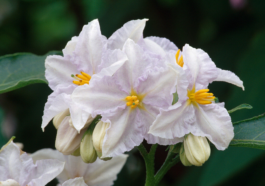 Solanum bonariensis (Argentinischer Nachtschatten)