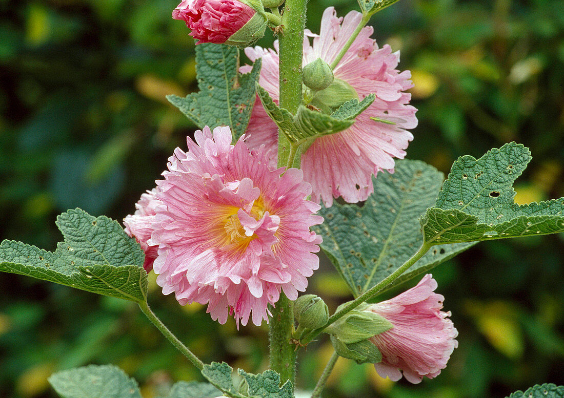 Alcea rosea majorette Double (Half-blooming Hollyhock)