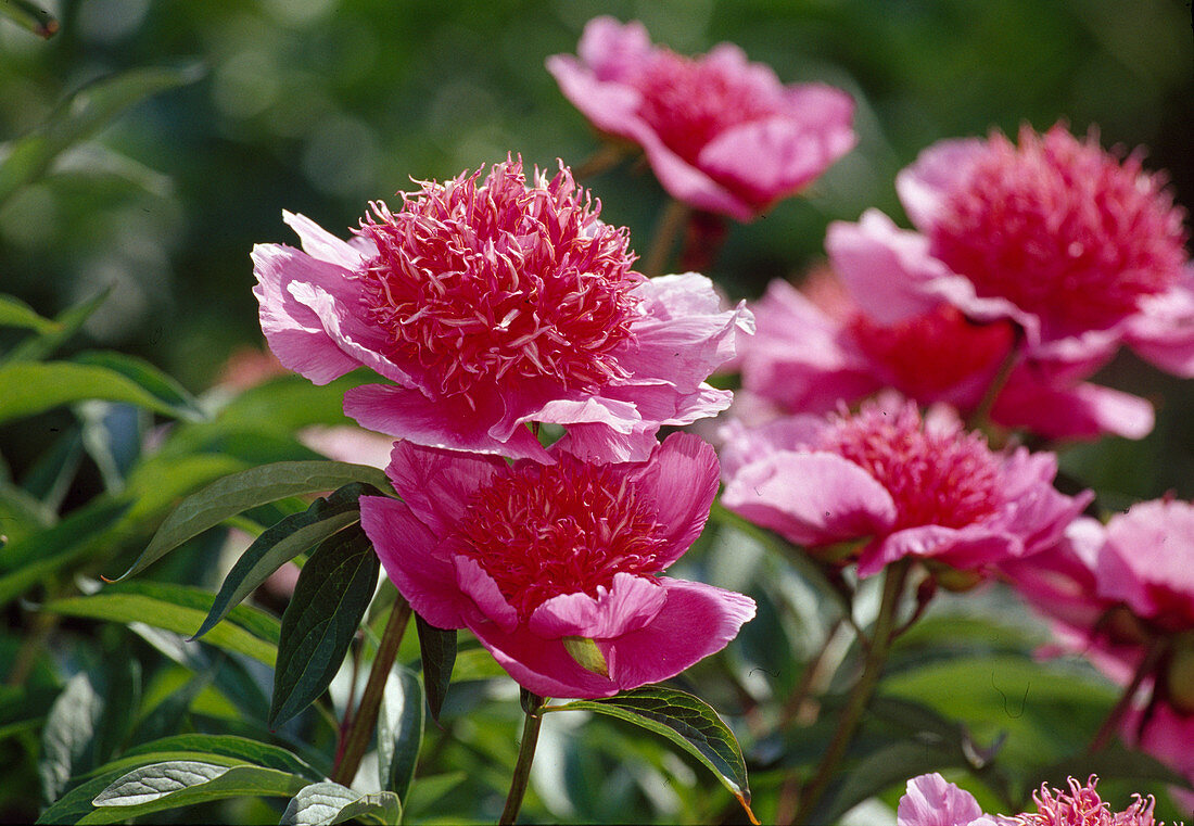 Paeonia Hyb. 'Raspberry Rose' (Pfingstrose) Bl 01