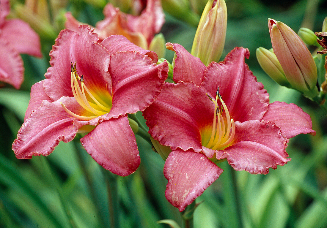 Hemerocallis Hyb. 'Summer Wine' / Taglilie Bl 01