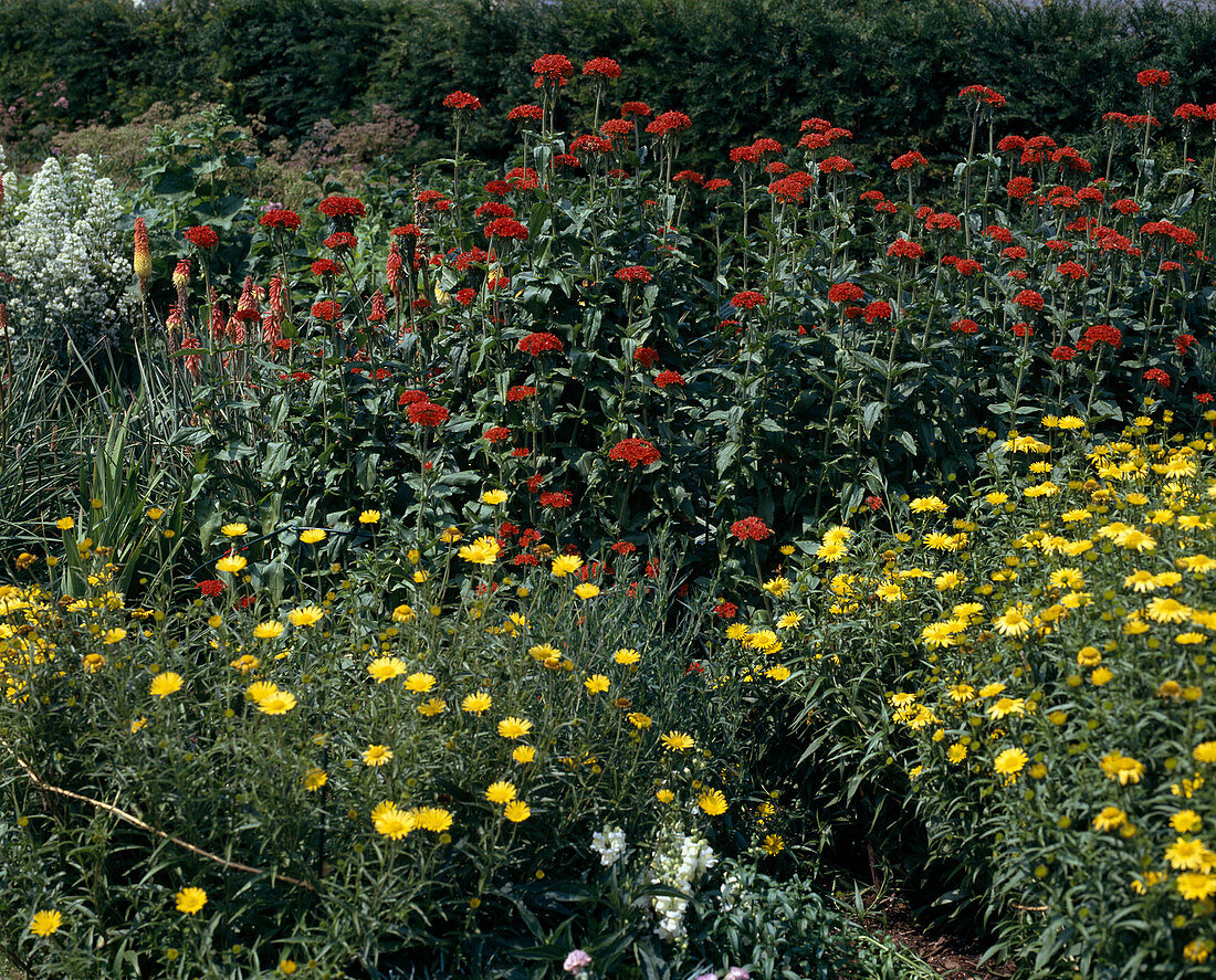 Lychnis chalcedonica