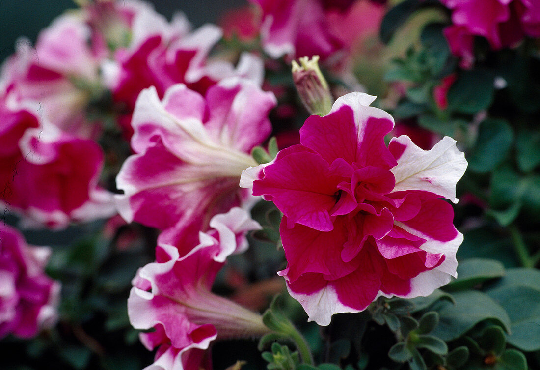 Petunia grandiflora 'Red and White Double' (Stuffed Petunia)