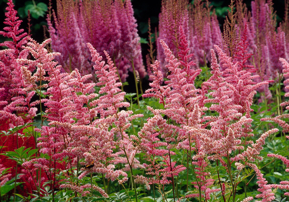 Astilbe in several shades of pink