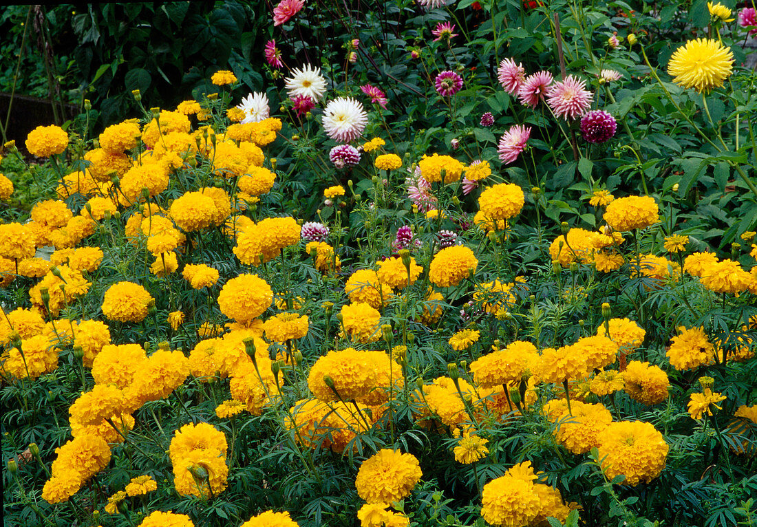 Tagetes erecta 'Antigua' hohe Studentenblumen