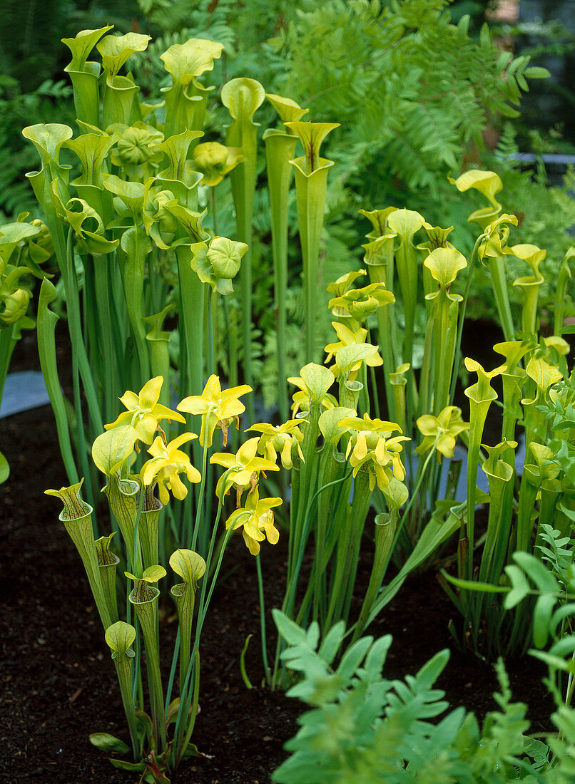 Sarracenia flava / Schlauchpflanze