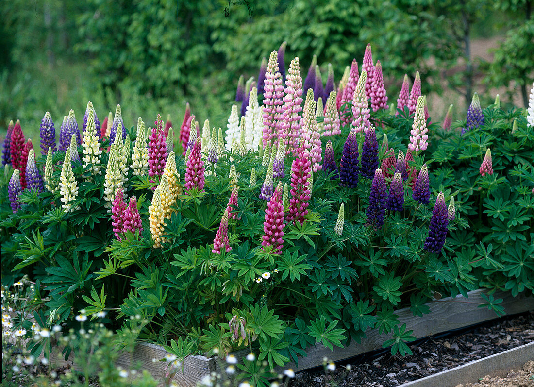 Lupinus polyphyllus 'Camelot' (lupine) in the bed