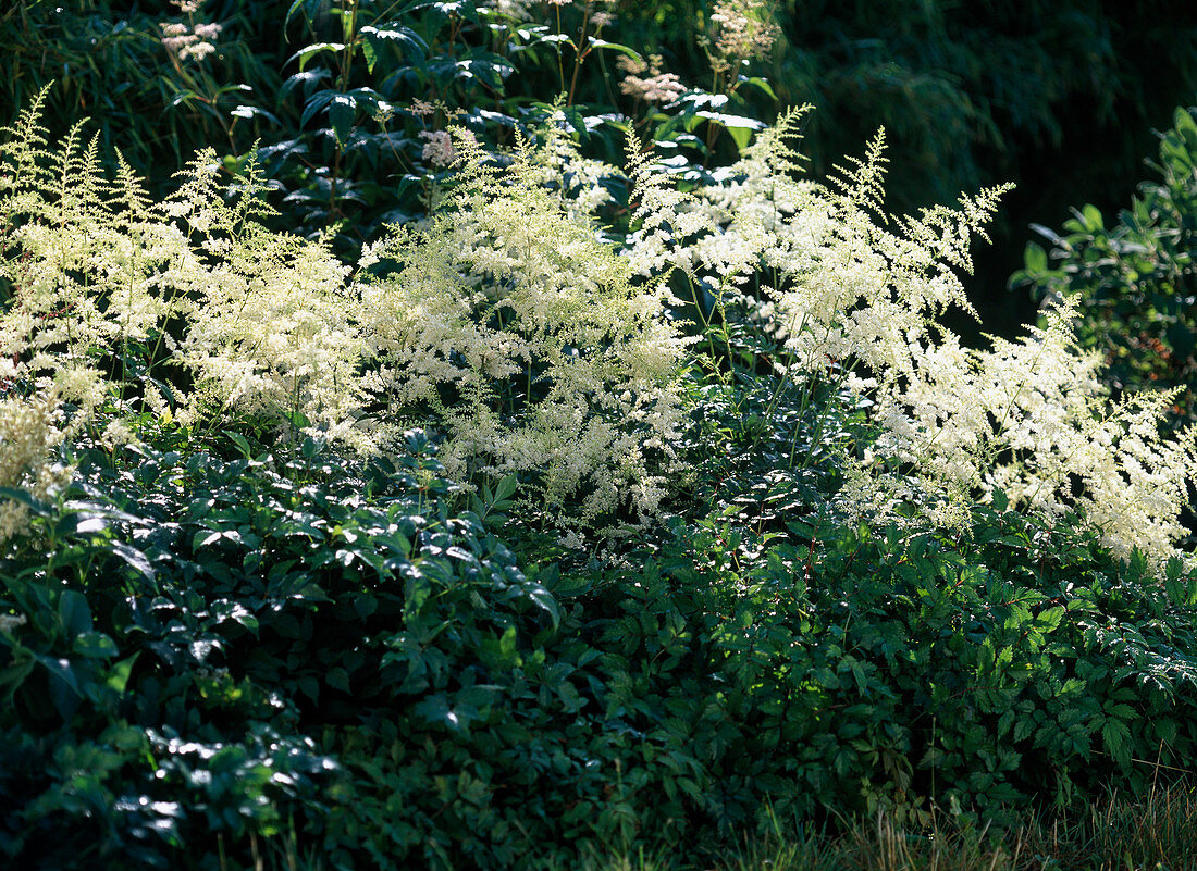 Astilbe arendsii 'Brautschleier' / Prachtspiere