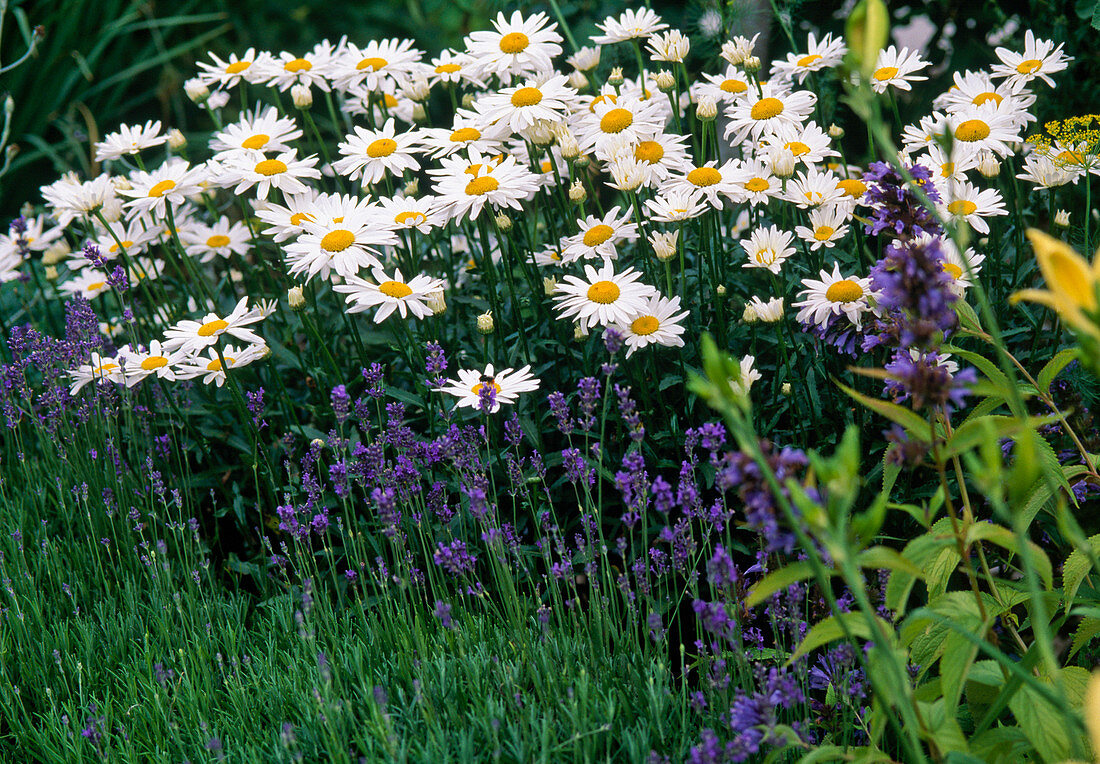 Chrysanthemum maximum syn. Leucanthemum superbum