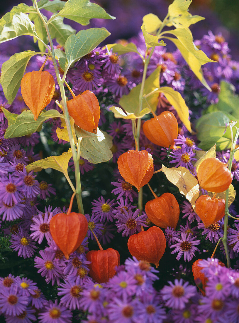 Aster 'Sapphire' / Kissenaster, Physalis / Lampions