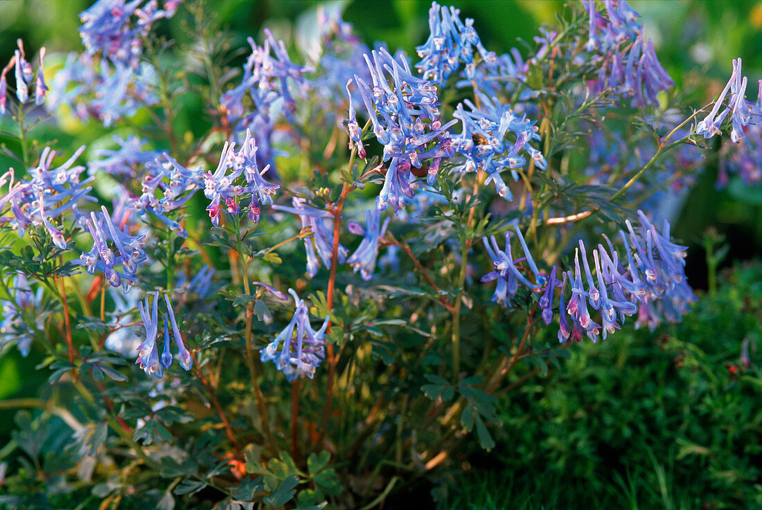 Corydalis flexuosa 'Purple Leafed' (Blauer Lerchensporn)