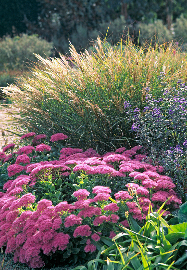 Stipa tenacissima