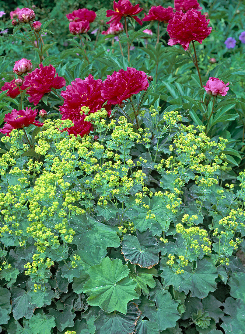 Paeonia Lactiflora Hybrids Bunker Hill Buy Image Living4media