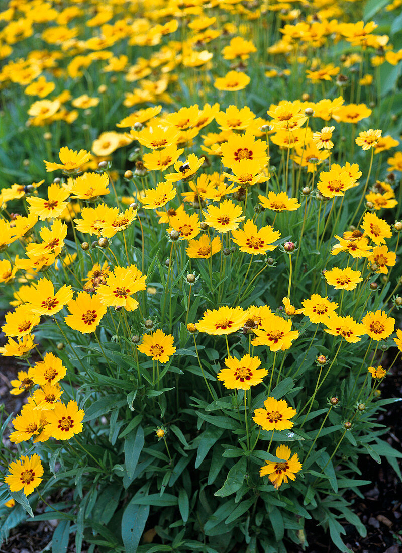 Coreopsis grandiflorum (Mädchenauge)