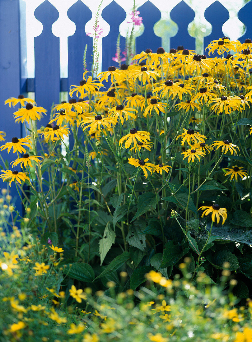 Rudbeckia sullivantii 'Goldsturm' (Sonnenhut)