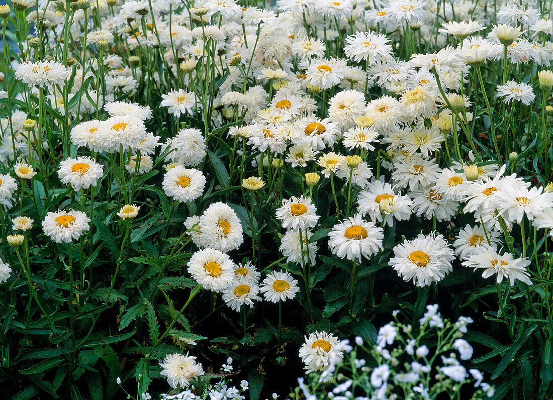 Leucanthemum maximum (summer chrysanthemum)